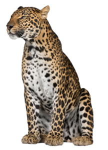 Leopard PNG-14832